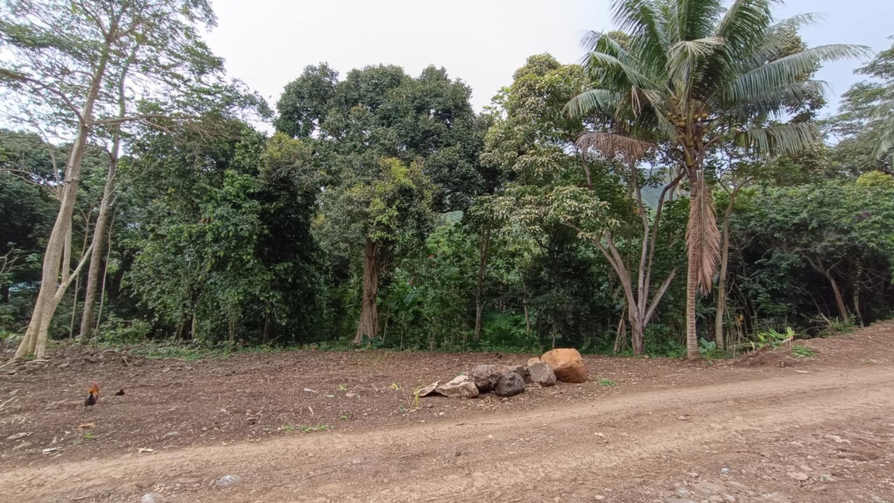 Terrain plat de 1136m2 à vendre sur Maatea, Moorea. Lot B