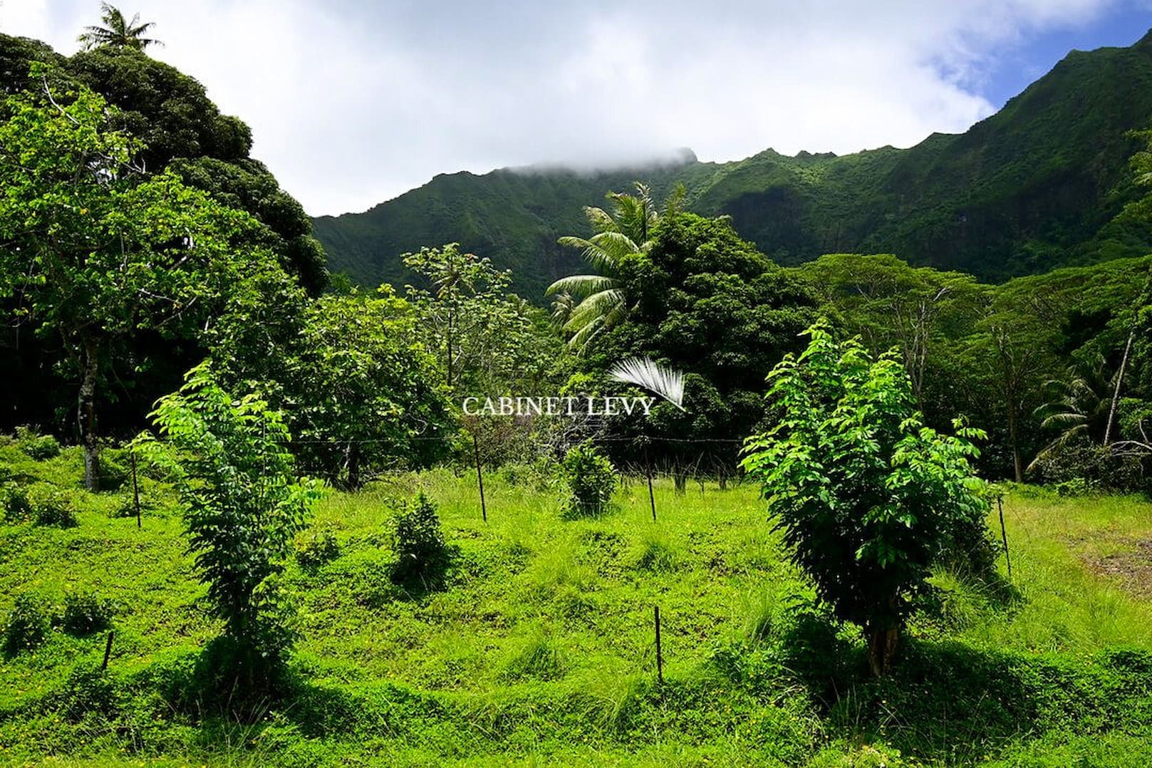 Terrain 30 Hectares à Opoa, Raiatea (Bord de route au haut de montagne – Source d’eau)