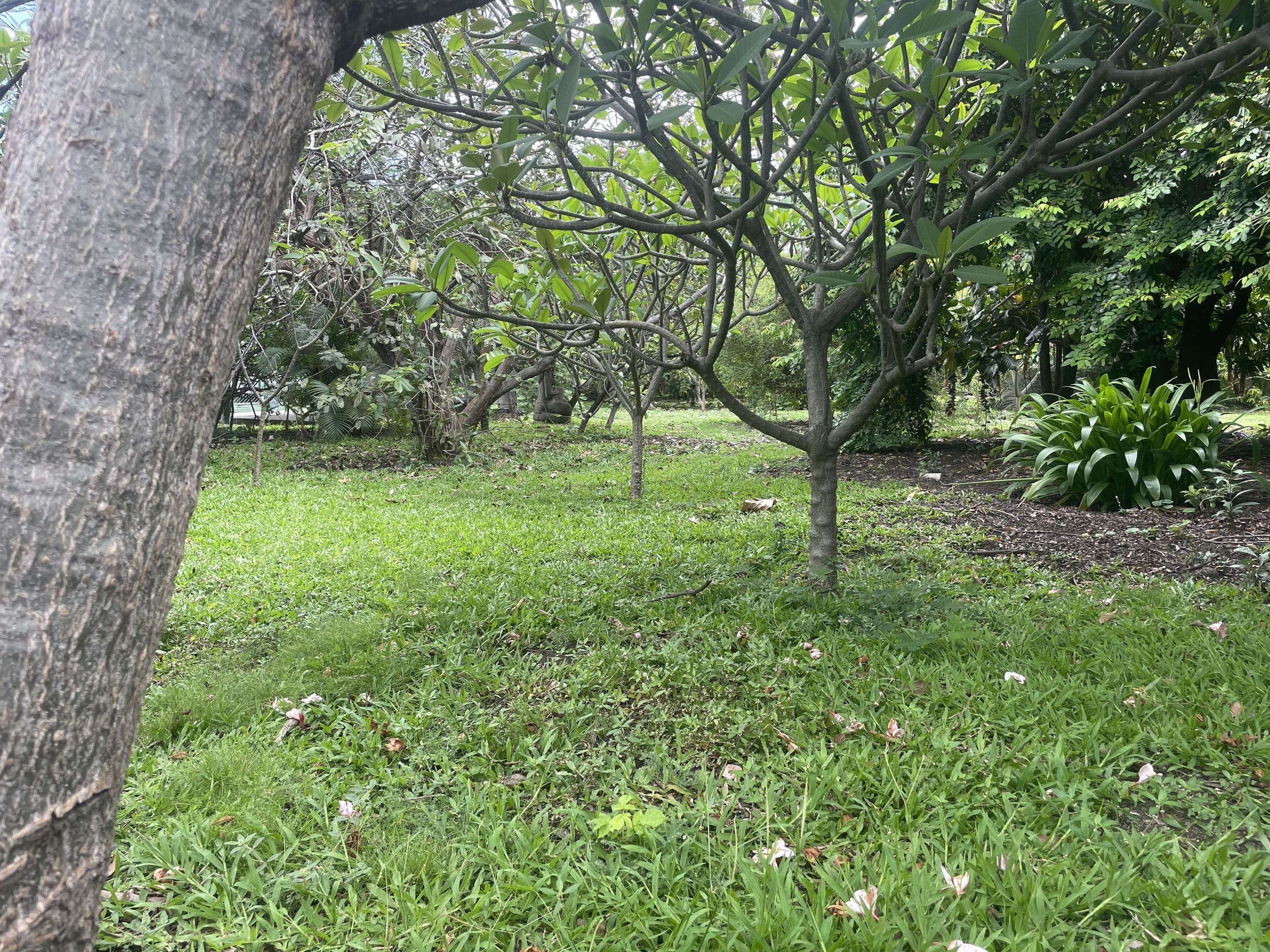 TERRAIN PLAT À PUNAAUIA – PROCHE DU BORD DE MER – BAIL EMPHYTÉOTIQUE (99 ANS)