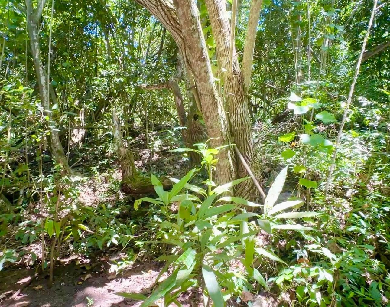 À vendre terrain de 1394m2 à HAAPITI, MOOREA (Quartier calme)