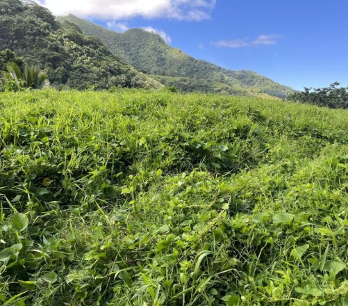 Terrain plat de 900 m2 à vendre à Afareaitu, Moorea (Vue mer, Tahiti)