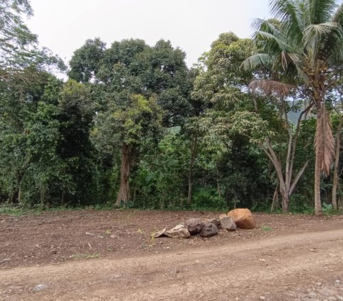 Terrain plat de 1136m2 à vendre sur Maatea, Moorea. Lot B