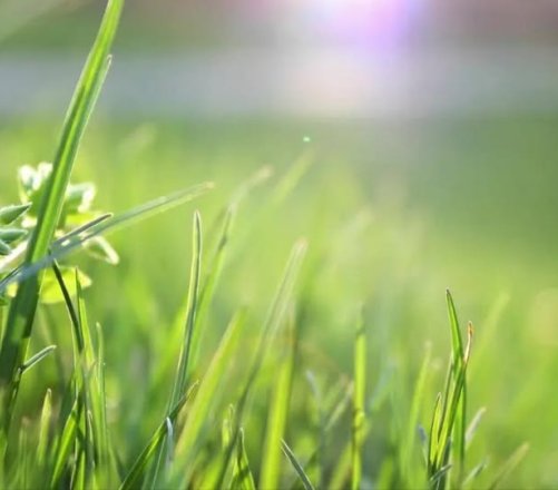 MOOREA-TERRAIN A VENDRE