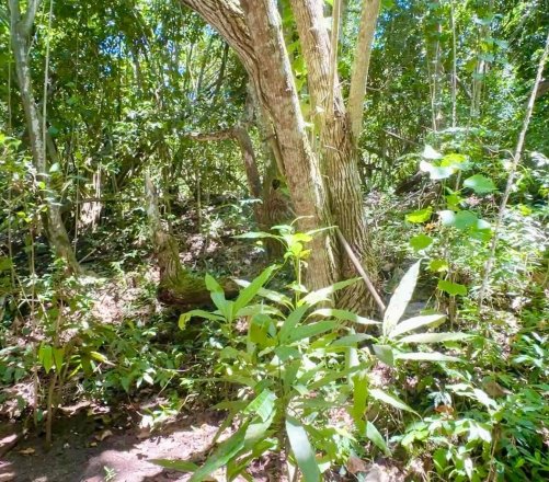 À vendre terrain de 1394m2 à HAAPITI, MOOREA (Quartier calme)